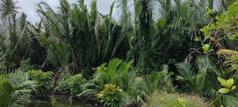 Nypa fruticans, photographed by Dana Lee Ling