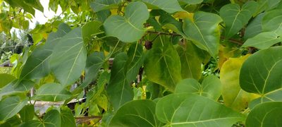 Thespesia populnea