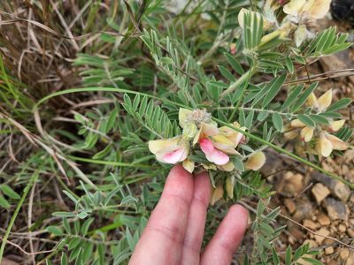 Tephrosia virginiana, photographed by Angelique Todd