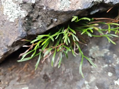Asplenium septentrionale, photographed by J V