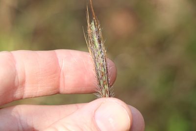 Dichanthium sericeum, photographed by Greg Tasney