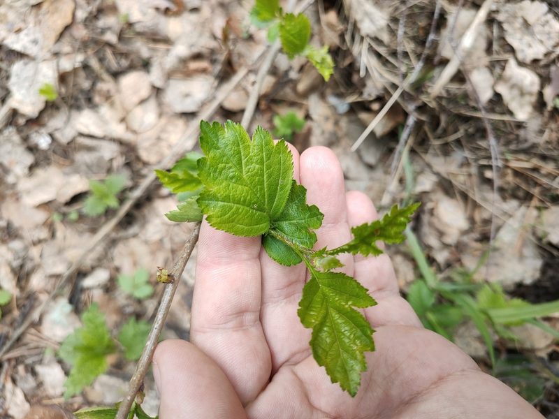 Crataegus sanguinea, photographed by Евгений Егорейченков