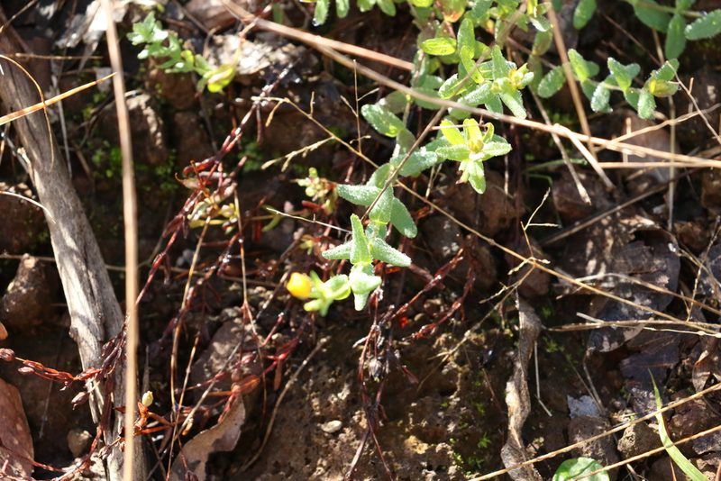 Hypericum gramineum, photographed by Greg Tasney