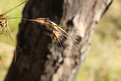 Themeda triandra, photographed by Greg Tasney