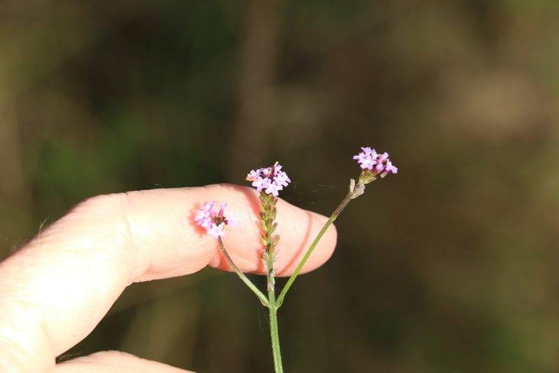Verbena litoralis, photographed by Greg Tasney