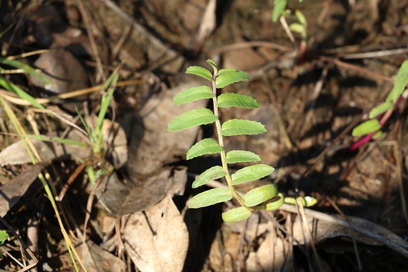 Lobelia concolor, photographed by Greg Tasney