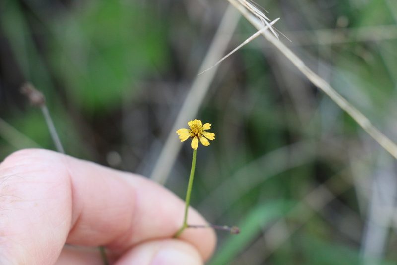 Glossocardia bidens, photographed by Greg Tasney