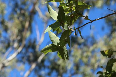 Angophora subvelutina, photographed by Greg Tasney