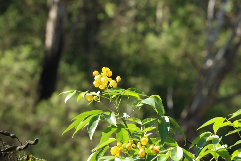 Senna septemtrionalis, photographed by Greg Tasney