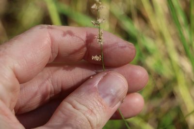 Echinochloa colona, photographed by Greg Tasney