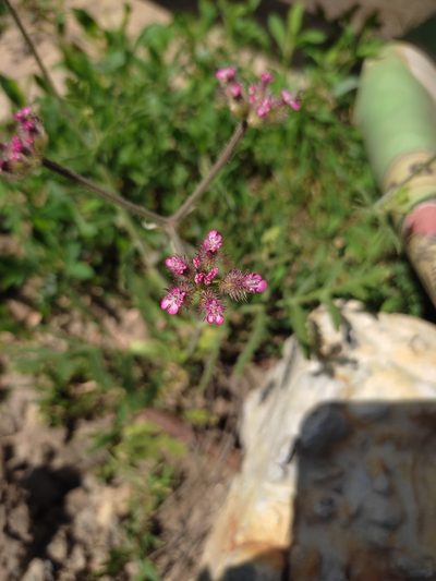 Turgenia latifolia, photographed by Дима Орлов