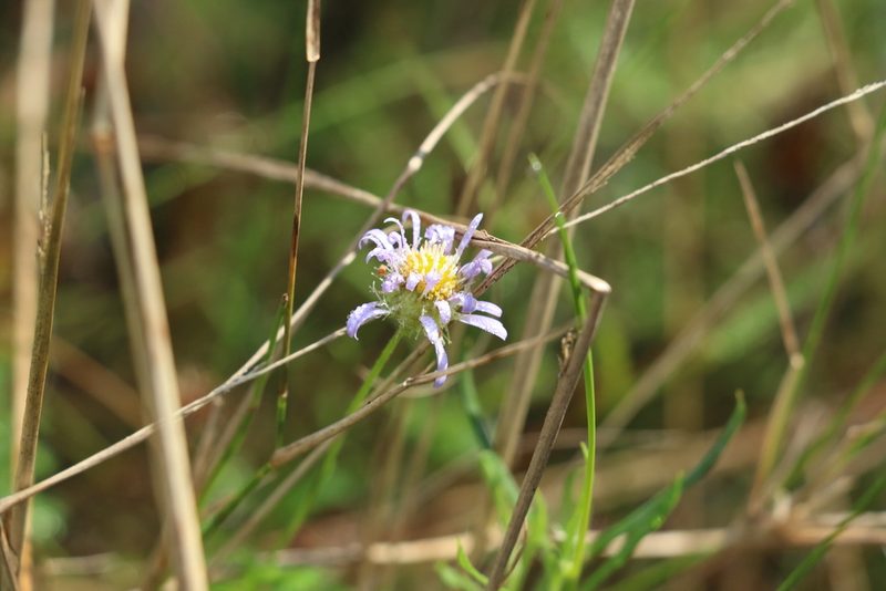 Calotis cuneifolia, photographed by Greg Tasney