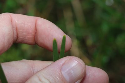 Lomandra filiformis, photographed by Greg Tasney