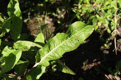 Rumex crispus, photographed by Greg Tasney