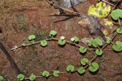 Dichondra repens, photographed by Greg Tasney