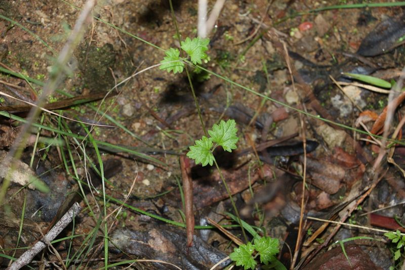 Veronica plebeia, photographed by Greg Tasney