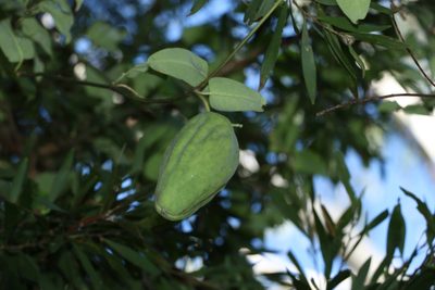 Araujia sericifera, photographed by Greg Tasney