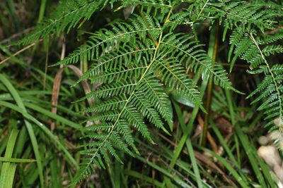 Pteridium esculentum, photographed by Greg Tasney