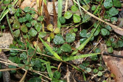 Pullenia gunnii, photographed by Greg Tasney