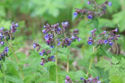 Pulmonaria mollis, photographed by Константин Селивёрстов