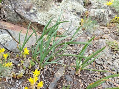 Allium lusitanicum