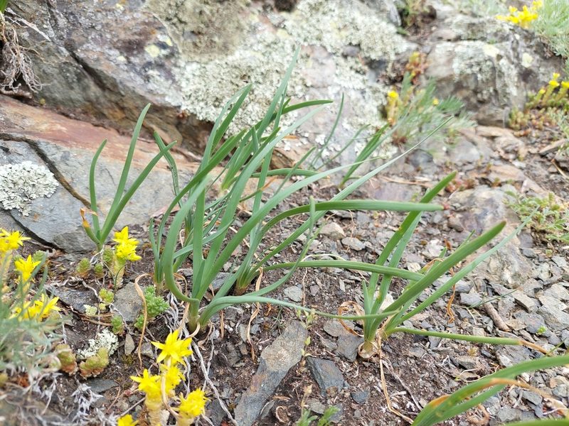 Allium lusitanicum, photographed by J V