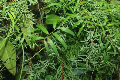 Geitonoplesium cymosum, photographed by Greg Tasney