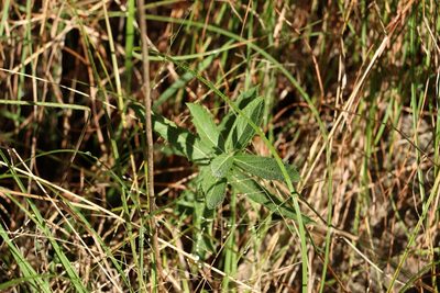 Verbena rigida, photographed by Greg Tasney