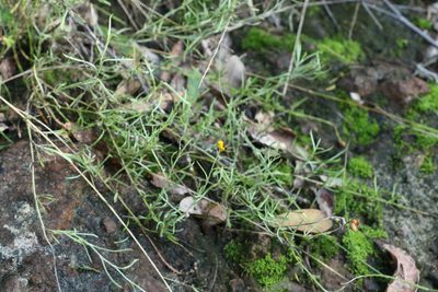 Chrysocephalum apiculatum, photographed by Greg Tasney