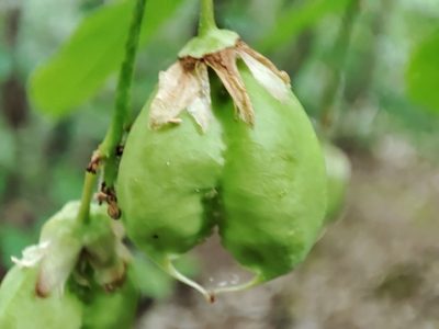 Staphylea pinnata, photographed by Laufey Hálldóttir