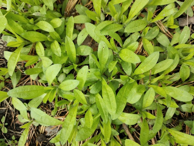 Asperugo procumbens, photographed by Евгений Егорейченков