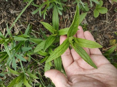 Stachys palustris, photographed by Евгений Егорейченков