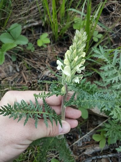 Pedicularis sibirica, photographed by Евгений Егорейченков