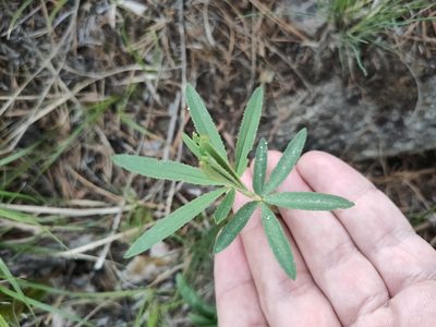 Trifolium lupinaster, photographed by Евгений Егорейченков