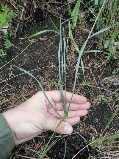 Allium strictum, photographed by Евгений Егорейченков