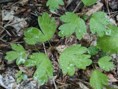 Adoxa moschatellina, photographed by Евгений Егорейченков