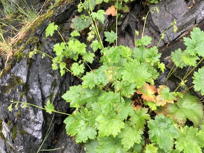Heuchera glabra, photographed by Jason Grant