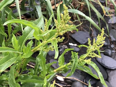 Rumex transitorius, photographed by Jason Grant