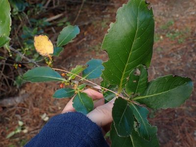 Coprosma robusta, photographed by Shaun