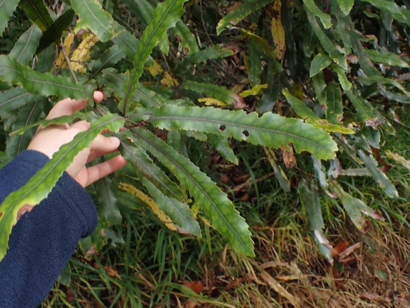 Knightia excelsa, photographed by Shaun