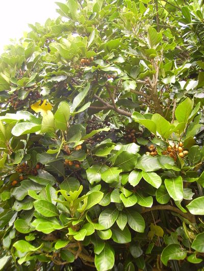 Pittosporum moluccanum, photographed by 胡正恆(Jackson Hu)