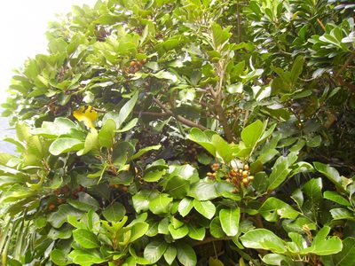 Pittosporum moluccanum, photographed by 胡正恆(Jackson Hu)
