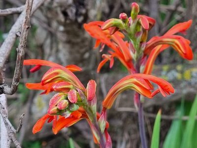 Chasmanthe aethiopica, photographed by Lizl Lubbe