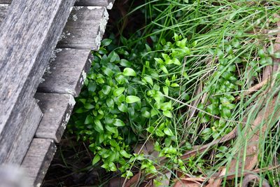Asparagus asparagoides, photographed by Thomas Mesaglio