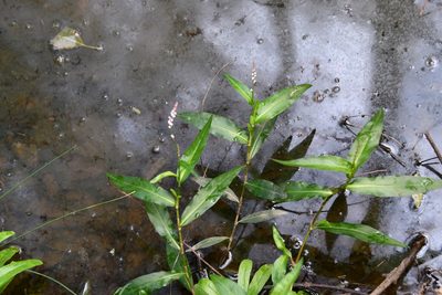 Persicaria decipiens, photographed by Thomas Mesaglio