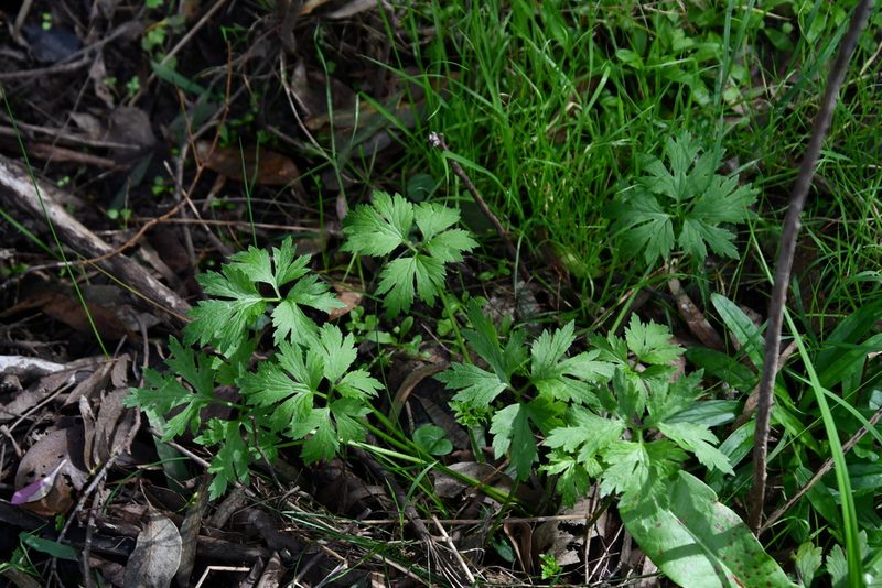 Ranunculus lappaceus, photographed by Thomas Mesaglio