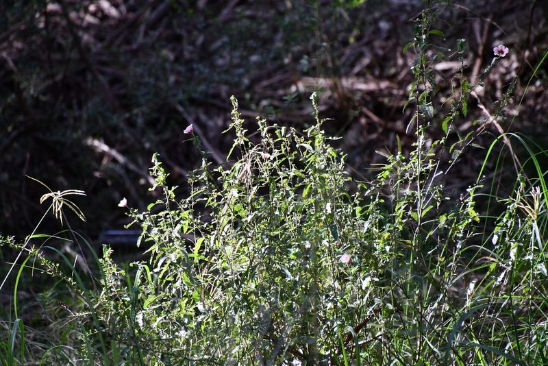 Pavonia hastata, photographed by Thomas Mesaglio