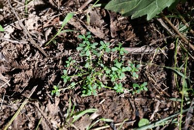 Poranthera microphylla, photographed by Thomas Mesaglio