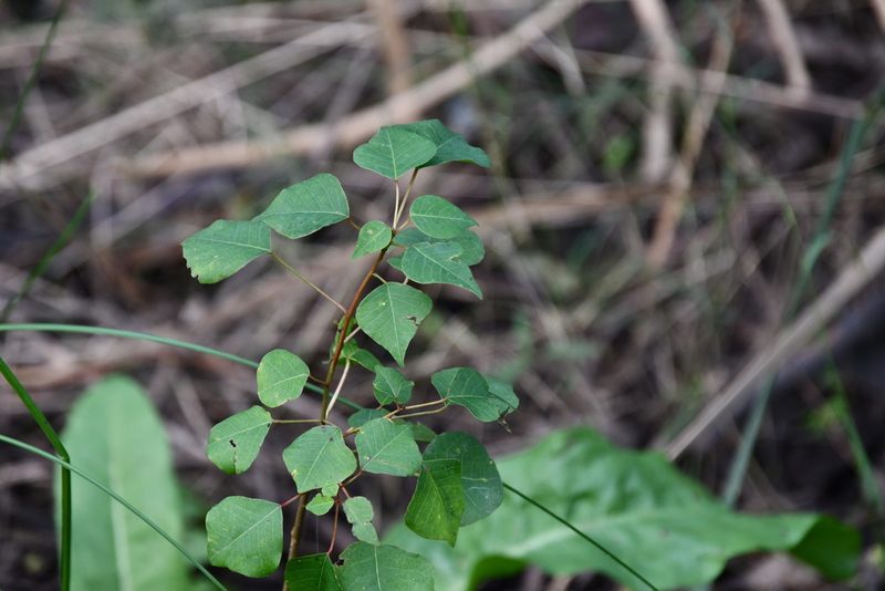 Triadica sebifera, photographed by Thomas Mesaglio