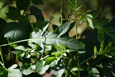 Solanum seaforthianum, photographed by Thomas Mesaglio